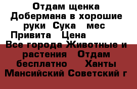 Отдам щенка Добермана в хорошие руки. Сука 5 мес. Привита › Цена ­ 5 000 - Все города Животные и растения » Отдам бесплатно   . Ханты-Мансийский,Советский г.